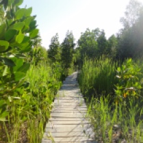mangrove-pathwalk